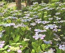 長野県旅行♡地元しかわからない場所教えます 長野県旅行東信地区。地元民にしかわからない場所教えます イメージ2