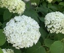 あなたの心をほぐします 今あなたの心を軽くするために何が必要かリーディングします イメージ1