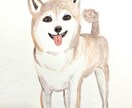 ふんわり愛犬の似顔絵心を込めて描きます 水彩色鉛筆で優しくふんわりタッチ。原画送ります！ イメージ1