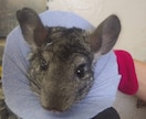 獣医師★珍しいペットの健康・お悩み相談お受けします 犬猫以外の珍しい動物の専門医に気軽にお悩み相談出来る窓口です イメージ6