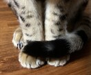 保育士、現役障害児mamaが相談にのります 自身の経験を元に、解決法を提案します。愚痴もOK イメージ1