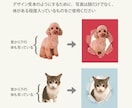 写真入り犬猫ペット名刺 色と書体が選べます スマホ撮影でOK! デザイナーへのセミオーダー100枚送料込 イメージ10