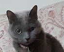 ペットちゃんがお話したい事あなたへの気持ち届けます 愛するペットちゃんたちの気持ち・感情を詠みとりお伝えします イメージ4