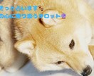 豆柴が届ける今のあなたへのタロットで占います 豆柴がタロットを通して、今のあなたに必要な言葉を届けます イメージ1