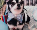 愛犬・愛猫のお写真から作品を制作します 大切な家族の思い出を形に残します イメージ10