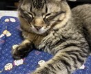 ご年配の方お話聞きます 息子さん感覚で対応しますのでご年配の方々お話しませんか? イメージ1