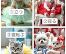 うちの子(ペット)の特別な一枚を作ります 愛する子を可愛いアートに！先代と今の子のツーショットも可能！ イメージ9