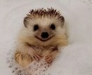 心のプロと3往復チャット❣️心の相談お聞きします カウンセラーで経験者が、心をこめて✨全力でサポートします❣️ イメージ10