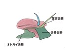 医学的知識に基づき様々な解剖学イラストを描きます テキスト・教本納品実績あり！商用OK！ イメージ6