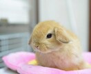 うさぎの飼い方・お悩み相談に乗ります うさぎをはじめて飼う方向けにアドバイスいたします イメージ1