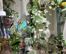 あなたにぴったりな観葉植物をご提案します 「この観葉植物、買って大丈夫？」を購入前に相談できます。 イメージ1