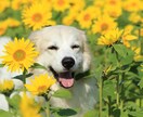 仕事のお話なんでも伺います 有資格カウンセラーが寄り添う、あなたのための時間 イメージ1