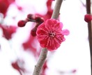 春の社寺仏閣内での桜や梅の撮影代行をします 春にしか撮れない風景をたくさん撮影します！ イメージ1