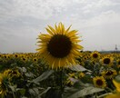 ご要望に合わせたレタッチをします Lightroomを使って画像（10枚）をレタッチ！ イメージ5