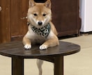 どんな悩み相談でも受け付けます 私と話せば心のモヤモヤも消えるはず!! イメージ1