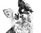 愛犬をペン画風に！デジタルイラスト制作いたします リアルタッチ！ペンで描いたみたいなスケッチイラスト！ イメージ2