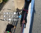 大切な家族(ペットちゃん)の気持ちをお聞きします 動物の気持ちをお聞きし、飼い主様にお伝えします。 イメージ2