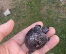 爬虫類の飼育相談を承ります 爬虫類全般の飼育相談！※専門雑誌掲載経験が複数回あります イメージ3