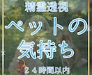 ペットの気持ちリーディング｜精霊透視します あなたのペットが伝えたい気持ちとは イメージ1