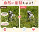 大切な写真の不要物を削除します 最短24時間！ペット写真も大歓迎◎ＳＮＳ用にも！ イメージ1