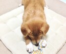 犬が怖い・・・という気持ちを楽にします 犬の行動心理がわかると怖くなくなる！ イメージ1