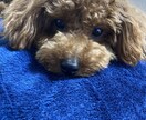 トイプードルのモデル写真・動画提供します 撮影シチュエーションご相談下さい イメージ4