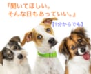 動物相談員が1分でも話を聞きます。心に寄り添います 恋愛・仕事、ジャンル問わずなんでも聞きます イメージ1