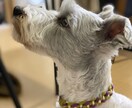 ポップでカラフルにペットを描きます ～可愛く愛犬をかざりませんか～ イメージ3