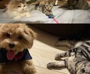 ペットのご相談伺います 犬猫フェレットハリネズミ!なんでもござれ! イメージ1