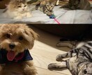 ペットのご相談伺います 犬猫フェレットハリネズミ！なんでもござれ！ イメージ1