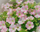 不安やモヤモヤ解消♪チャット鑑定します 毎日の悩みは尽きないもの。タロットから見るあなたの未来♡ イメージ2