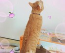 「子供の障害・・もうどう対応していいかわからない・・」というご両親向けの相談窓口☆ イメージ2
