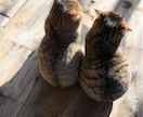 大切なペットちゃんと飼い主様の心と体を整えます ペットの介護などをされている飼い主様へも癒し遠隔ヒーリング イメージ4
