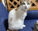 アニマルコミュニケーションでご質問1つお聞きします 小さな家族ともっと幸せに！伝えたいこと+ご質問1つ イメージ1