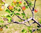 自分で占いができるようになりたい！をお手伝いします 趣味が収入になった経験談もお教え致します。 イメージ1