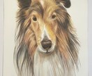 ペットの似顔絵お描きします 写真をもとに、色鉛筆の温もりあるタッチでお描きします イメージ1