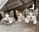ペットいきいき、幸せヒーリングをさせて頂きます 家族の一員として、大切な存在のペットの癒しと幸せの為に‼ イメージ2