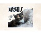 一生使える ペットのLINEスタンプを作成します 愛しのペット達のオリジナルLINEスタンプを作成します。 イメージ9