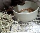 大切なあの子の、気持ち、おつたえします ペットちゃんの気持ち、瀬織津姫様のおチカラでお伝えします。 イメージ4