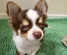 元ドッグトレーナーが相談にのります 犬の幼稚園、ペットホテル、ペットショップ経験済み‼️ イメージ1