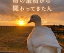 あなたの愛鳥オーラを画像にします 鳥のオーラにも、飼い主様へのメッセージが隠されています イメージ4