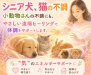 シニア犬、猫の不調ケアやさしい遠隔ヒーリングします 元氣がないペットに"氣"のサポート「エネルギーヒーリング」 イメージ1
