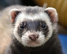 大好きなペットからあなたへ愛の言葉をお伝えします どっちがご主人様？そんなふうに思ってたの？益々好きになる♡ イメージ5