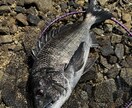 初心者歓迎フカセ釣りで釣れない原因と対策を教えます フカセ釣りで釣れない理由と釣った魚の美味しい食べ方教えます イメージ1