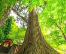 あなただけの才能と人生のテーマをお伝えします 自分らしく生きるヒントや人生の方向性を見つけます イメージ1
