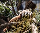 小動物のお悩み聞きます 初心者さん歓迎！なんでもアドバイス！ イメージ1