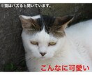 中毒性あり⁉︎辛辣コメントのおみくじをお届けします 親友が投げかけるよな一言でアナタの背中をポンっと押します♪ イメージ5