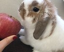 ココナラ内メッセージ：見習価格／タロットで占います 動物・亡くなったペットの気持ち、人間関係等、ご相談ください イメージ1