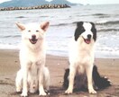 愛しい動物たちの純粋な想いを飼い主さんへ贈ります 動物たちの愛の想い通訳します❤️たくさん幸せ感じて下さい❤️ イメージ4