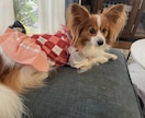 お写真からワンちゃんのモノクロ似顔絵描きます お二人までお値段そのまま！データのみのお渡しなので早い！ イメージ4